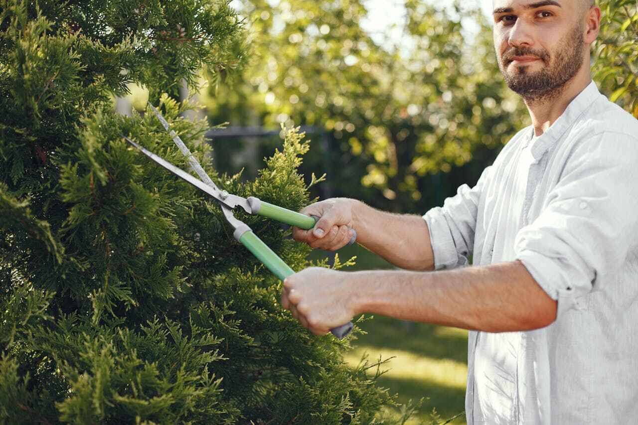 Best Tree Branch Trimming  in University, FL